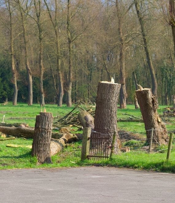 tree removal